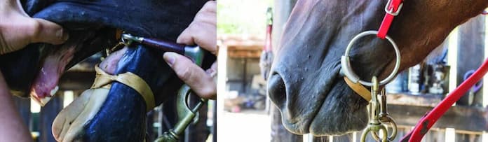 Horse Tongue-Tie