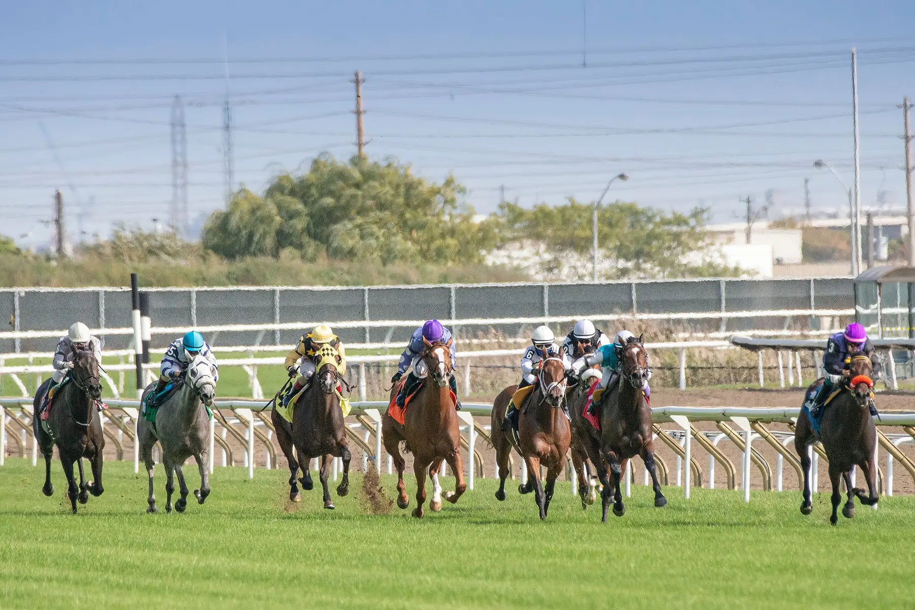 A group of racehorses and jockeys in colorful silks galloping toward the finish line on a grass track.