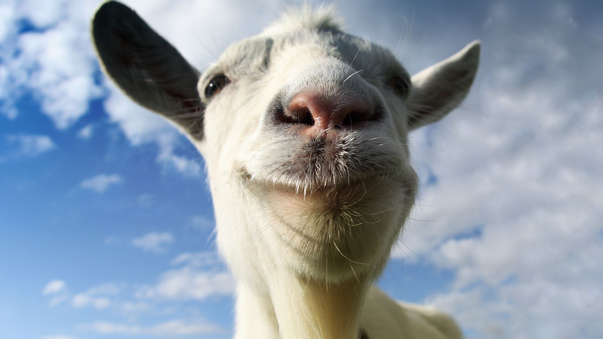 A goat stares directly into the camera on a sunny day.