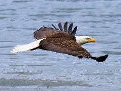eagle takes flight