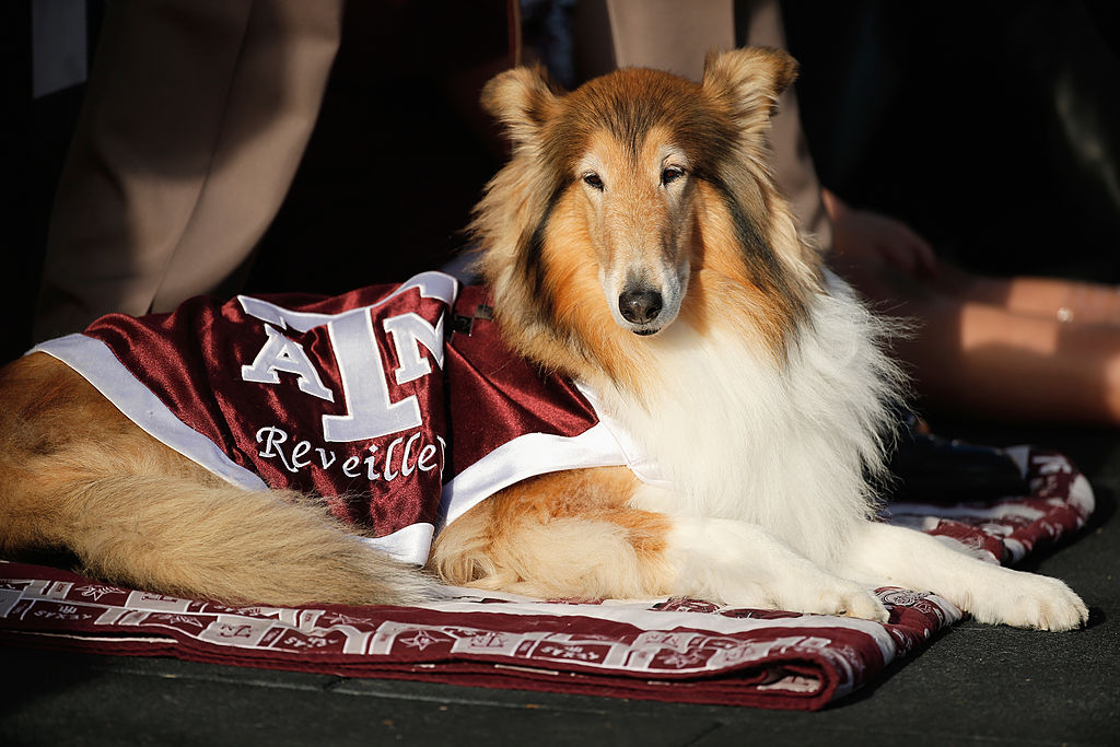 Reveille, the official mascot of Texas A&M, sits near the end zone during a game