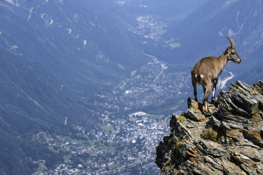 Mountain sheep in Alps Mountain sheep in Alps