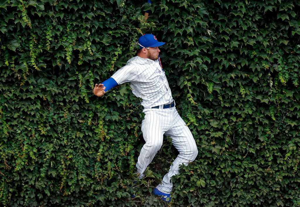 Ian Happ in the outfield ivy at Wrigley Field