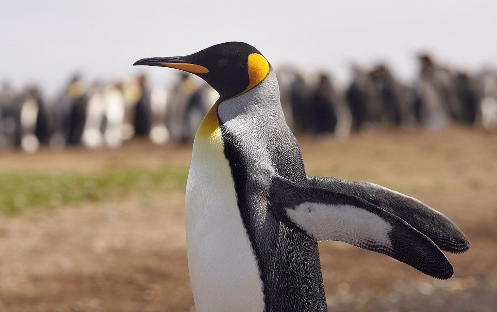 A king penguin