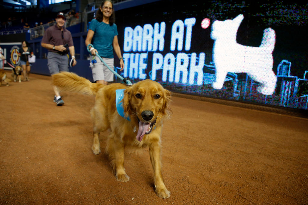 Fans parade their dogs on the field during the Miami Marlins' Bark at the Park day