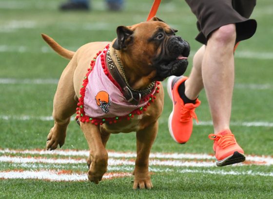 Cleveland Browns mascot Swagger