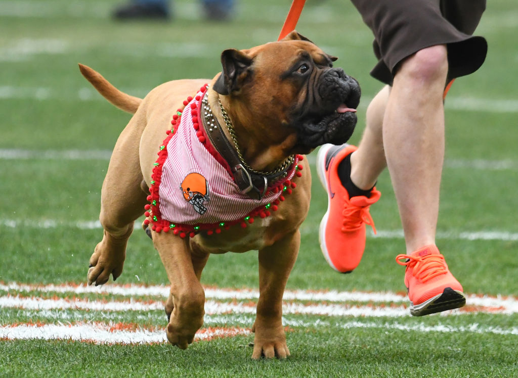 Cleveland Browns mascot Swagger