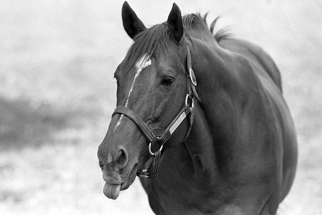 Secretariat, 1973 Triple Crown