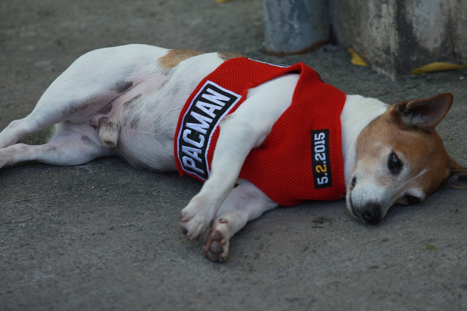 Pacman was boxer Manny Pacquaio's 14-year-old Jack Russell Terrier. | Jeoffrey Maitem/Getty Images