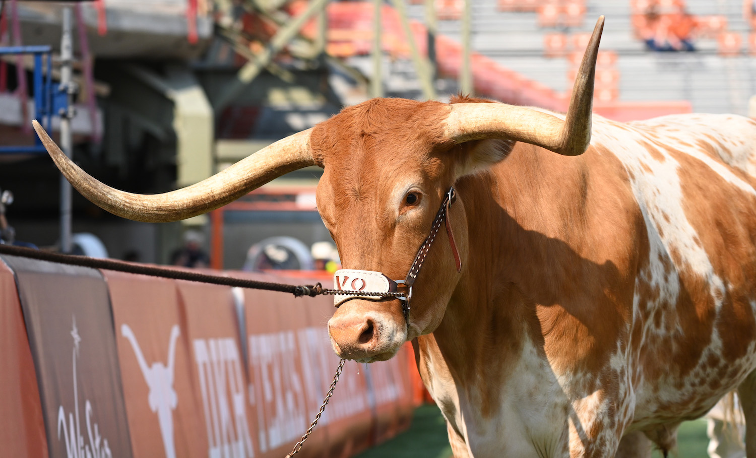 Remember Bevo vs. Uga in 2019 Sugar Bowl Incident? Texas Longhorns