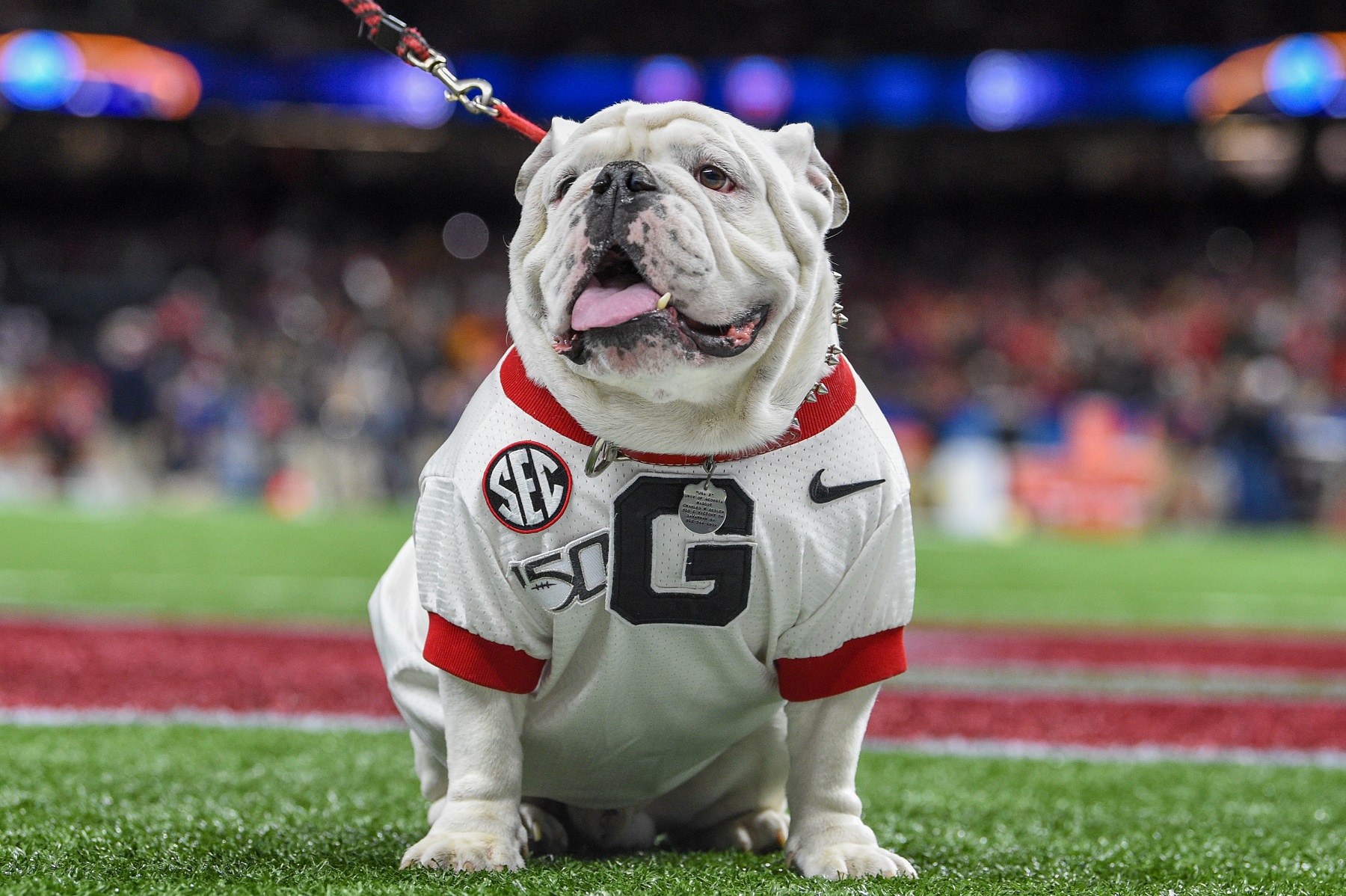 Bulldogs Football Fans Are Even Better Than Their Unbeaten Team