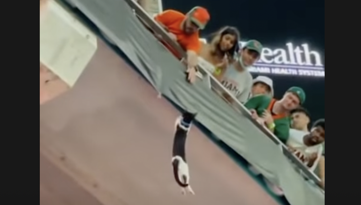 What happened to the cat at the Miami football game?