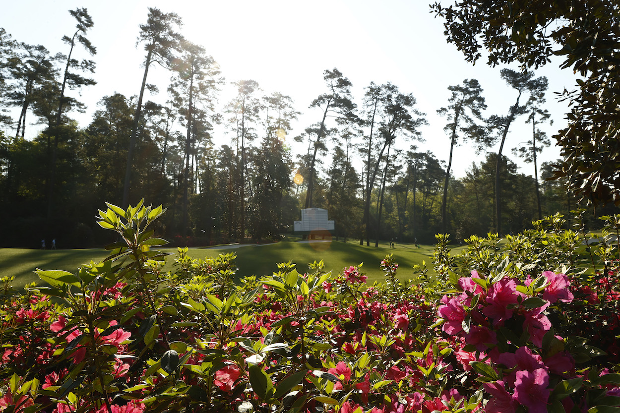 Azaleas at Augusta National Golf Club.