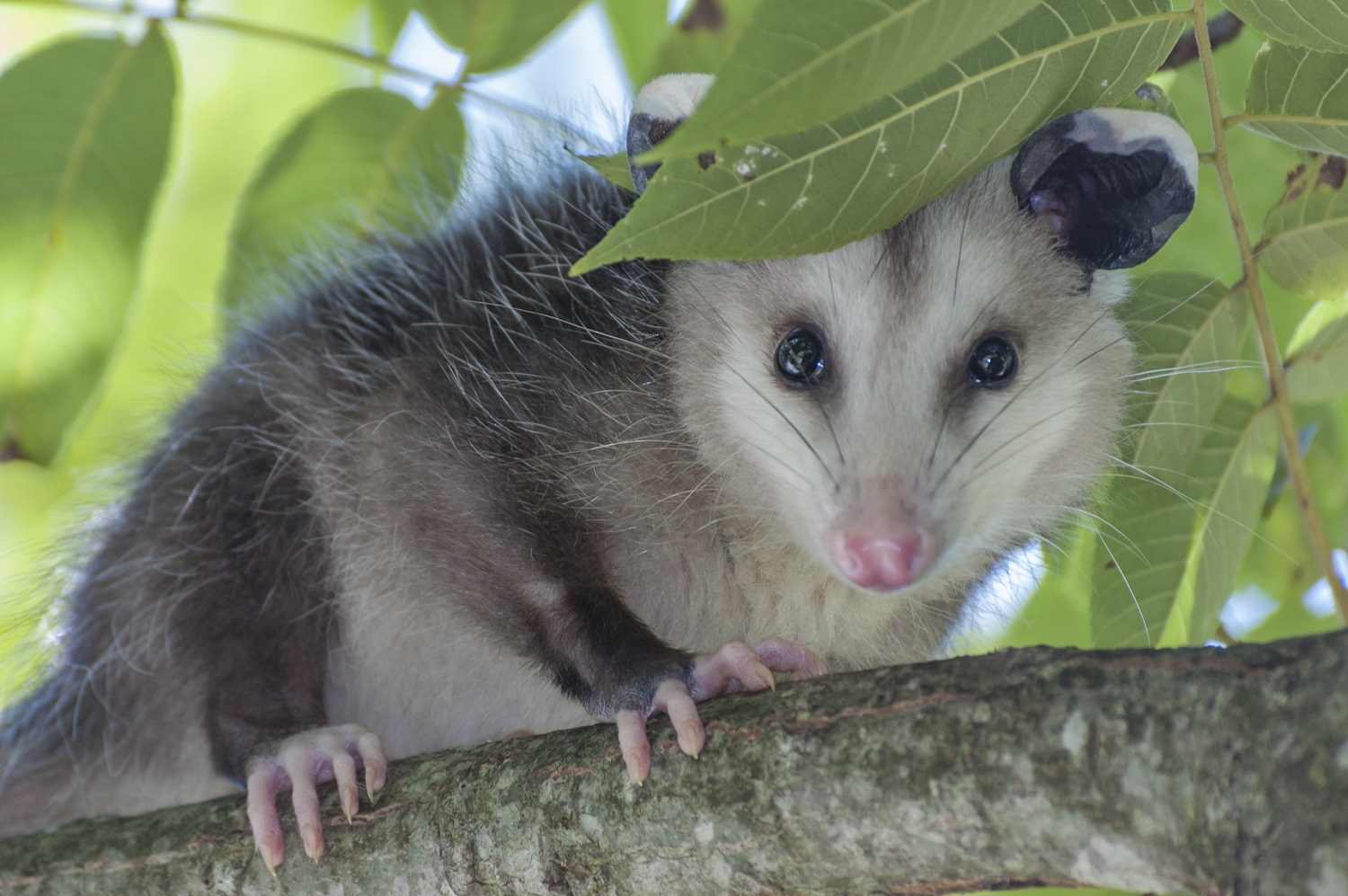 Close up of an Opossum in a tree.