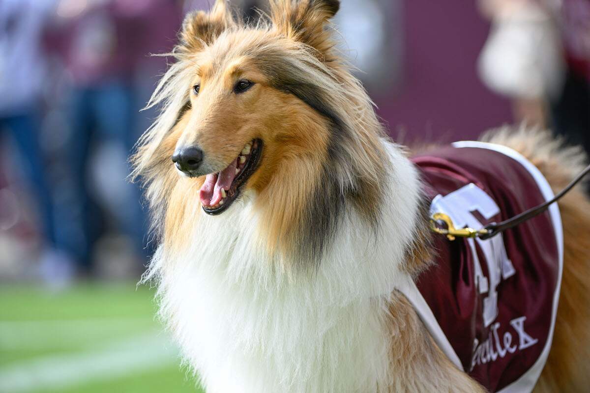 Aggie mascot Reveille X watches from the sideline before a football game