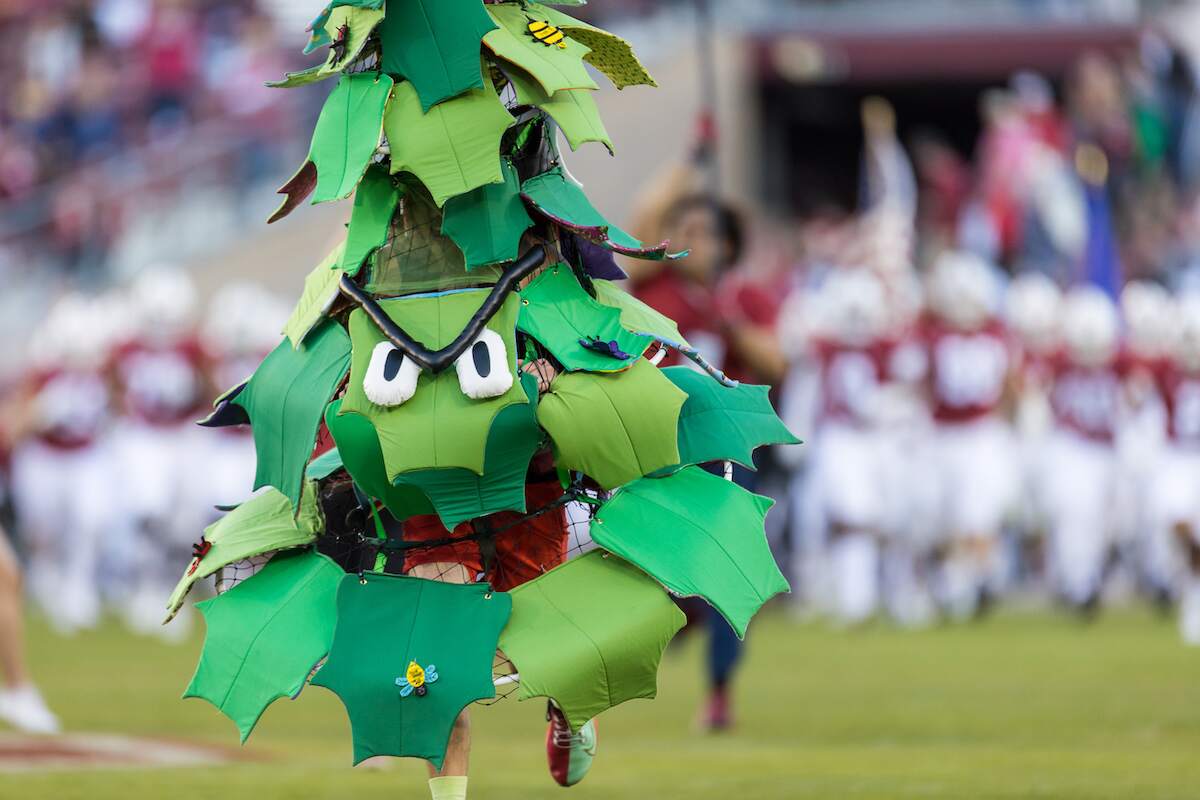The Stanford Tree leads the team onto the field during a Stanford Cardinal football game