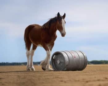 Budweiser Leaks Super Bowl 2025 Commercial First Delivery Clydesdale Horses