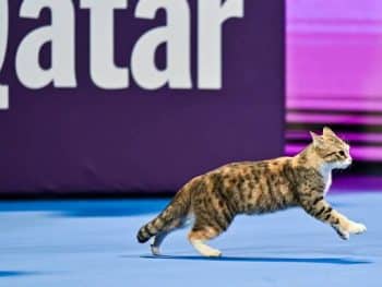 Doha Cat