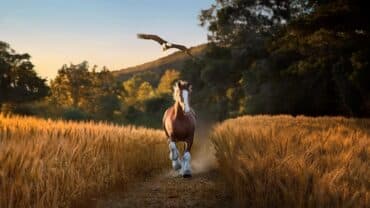 A horse runs in a field during a Budweiser commercial.