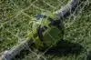 A green and black soccer ball resting inside a goal net on grassy ground.